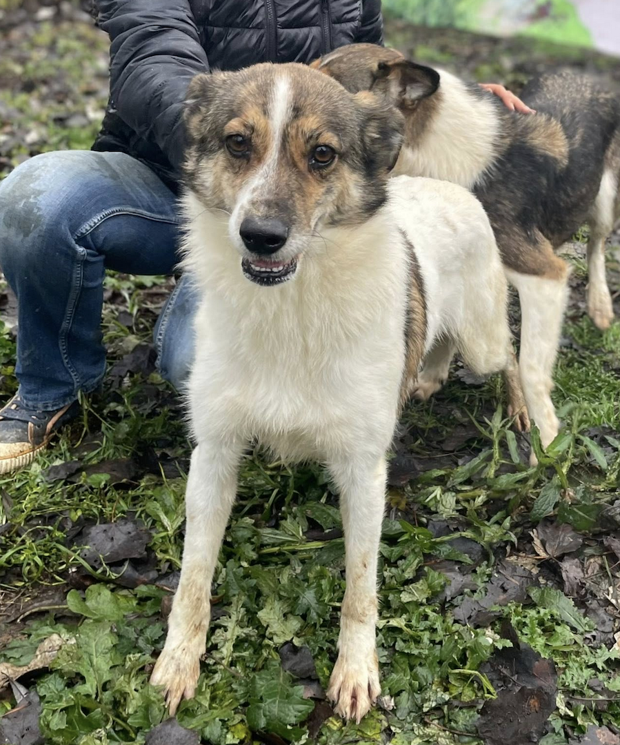 Dahlia 1 Kopie.png